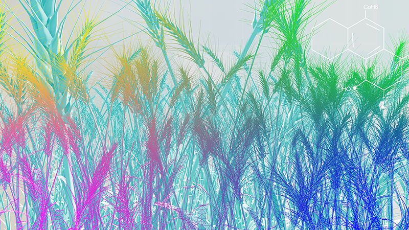 Bioenergy Grass Smaller For Web
