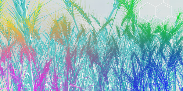 Bioenergy